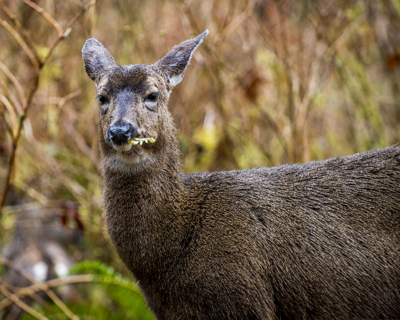 Black-tailed deer making eye contact with camera at Kalaloch